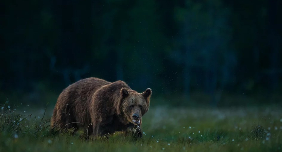 En bjørn ute i skogen