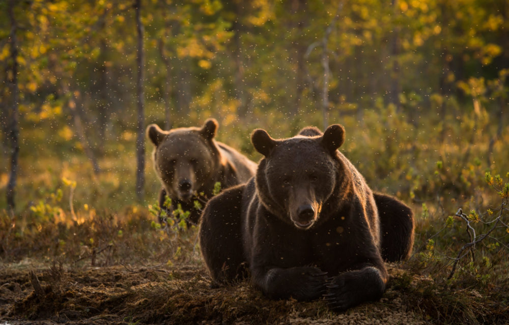 How does the bear live? - Besøkssenter rovdyr
