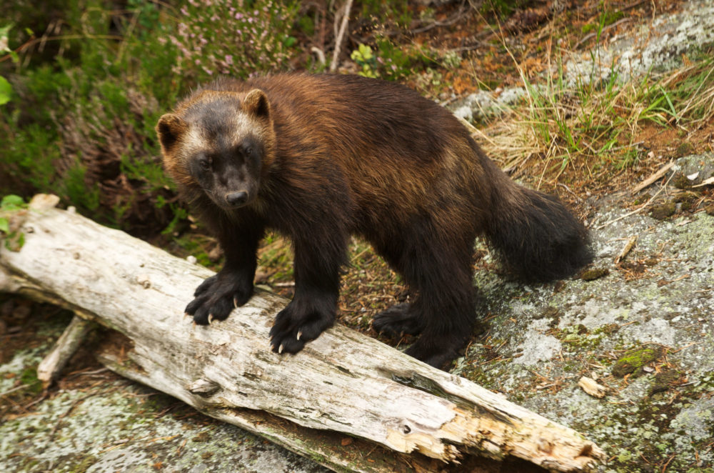 About wolverines - Besøkssenter rovdyr