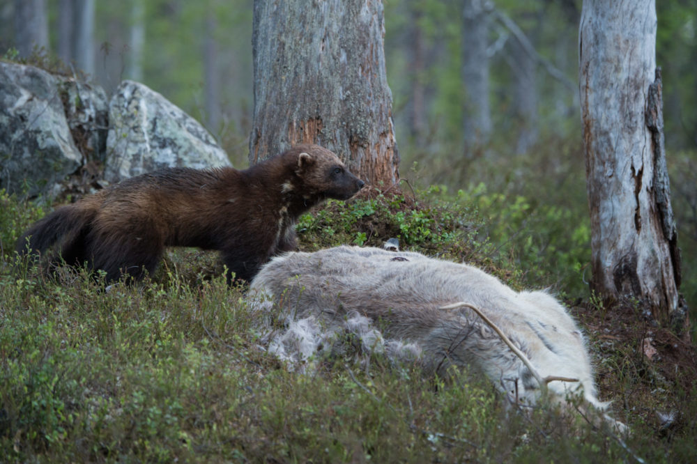 What does the wolverine eat? - Besøkssenter rovdyr